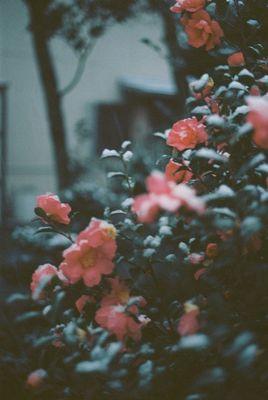 jessepeter_ac's profile picture. Гангста-программист