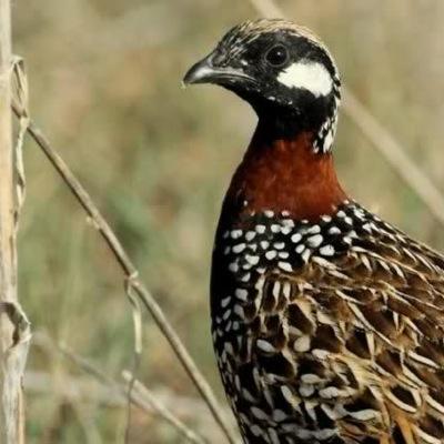 arabayn's profile picture. Sivas/Ulaş/Tecer