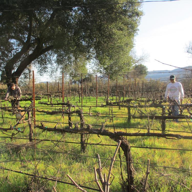 NAPACIGAR's profile picture. Napa Valley Cigars