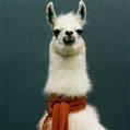 llama.
Appears pettable. Spits when you come close.
Pronouns: llama or llamas.