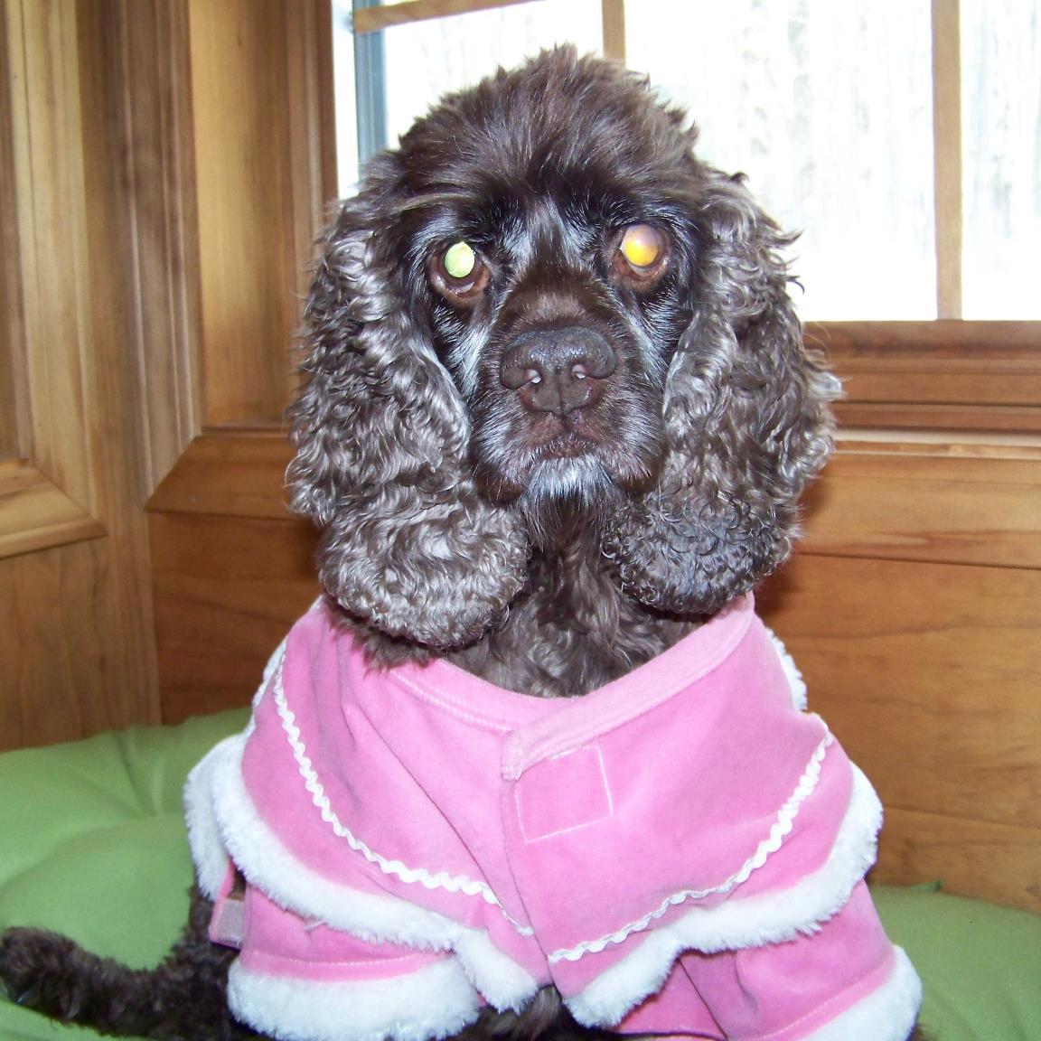 Teacher of the deaf, love to read on my Kindle, have a chocolate cocker spaniel, enjoy camping.