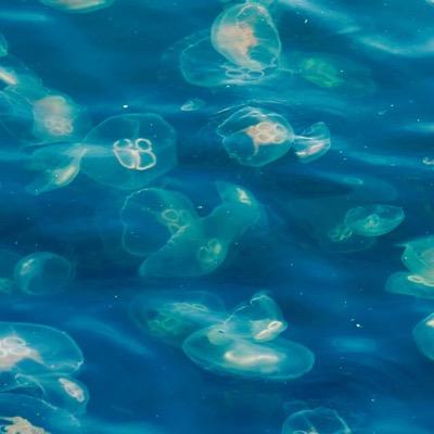 bowllir's profile picture. Aldrig utan min iPhone!
#bowling