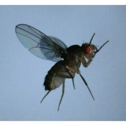I'm your IrritatingFly