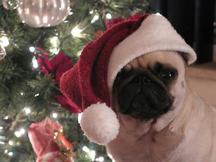 Have you been good this year? I'm Santa's little Puga and I'm sure I will give you lots of Christmas Cheer! Po po po! Merry Christmas to all!