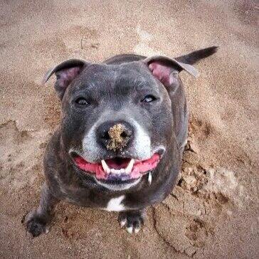 Brinkley_dog's profile picture. Hello, my name is Brinkley, I live with Dakota and my mamma and pappy. Walking on the beach and toys are my favourite things !! Woof woof !