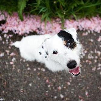 chopperforscrap's profile picture. 