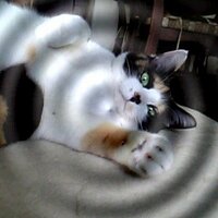 apricotcandy (@apricotcandy) Twitter profile photo