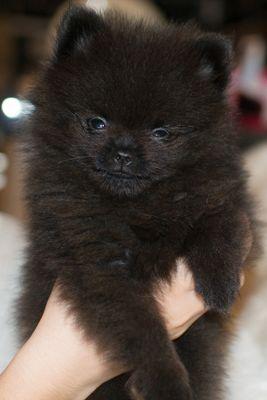 NapoleonWoof's profile picture. Napoleon