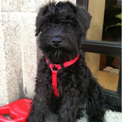 AddictedtoDogs_ Profile Picture