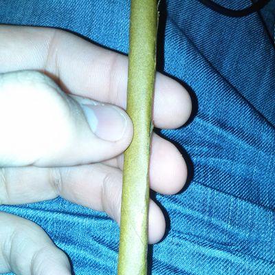 Weed is life.