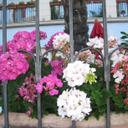 Manuela Costello - @ManuelaCostello - Twitter