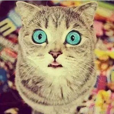 BMTH , AA , AA! , ADTR , NSN , BT , BVB , PIZZA , COCA , PANDAS e etc ...♡♥