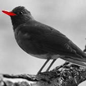 Twitter用の無料にぎわいツール Blackbird Twitter Serviceのサンプルアカウントです。簡単な設定でネットで話題の記事を定期的にツイートできます。他にも便利な機能が揃っています。
