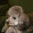 supertoti's profile image