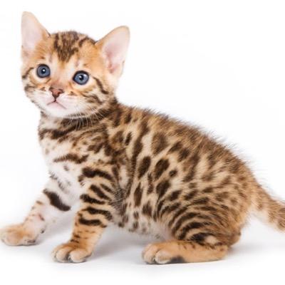 Specklekit: Spotted she kit mom:moonshine daddy:ashtail
