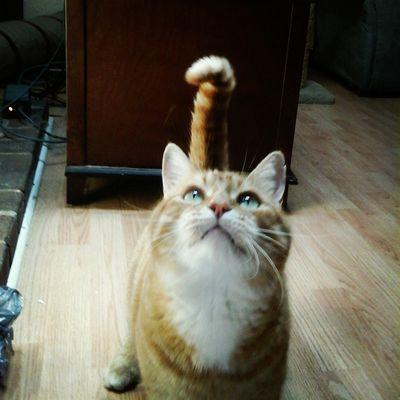 im meowcat the fat, loveable taby cat and IM BUBBLES!!! im a crazy, playful Scottishfold lap cat!