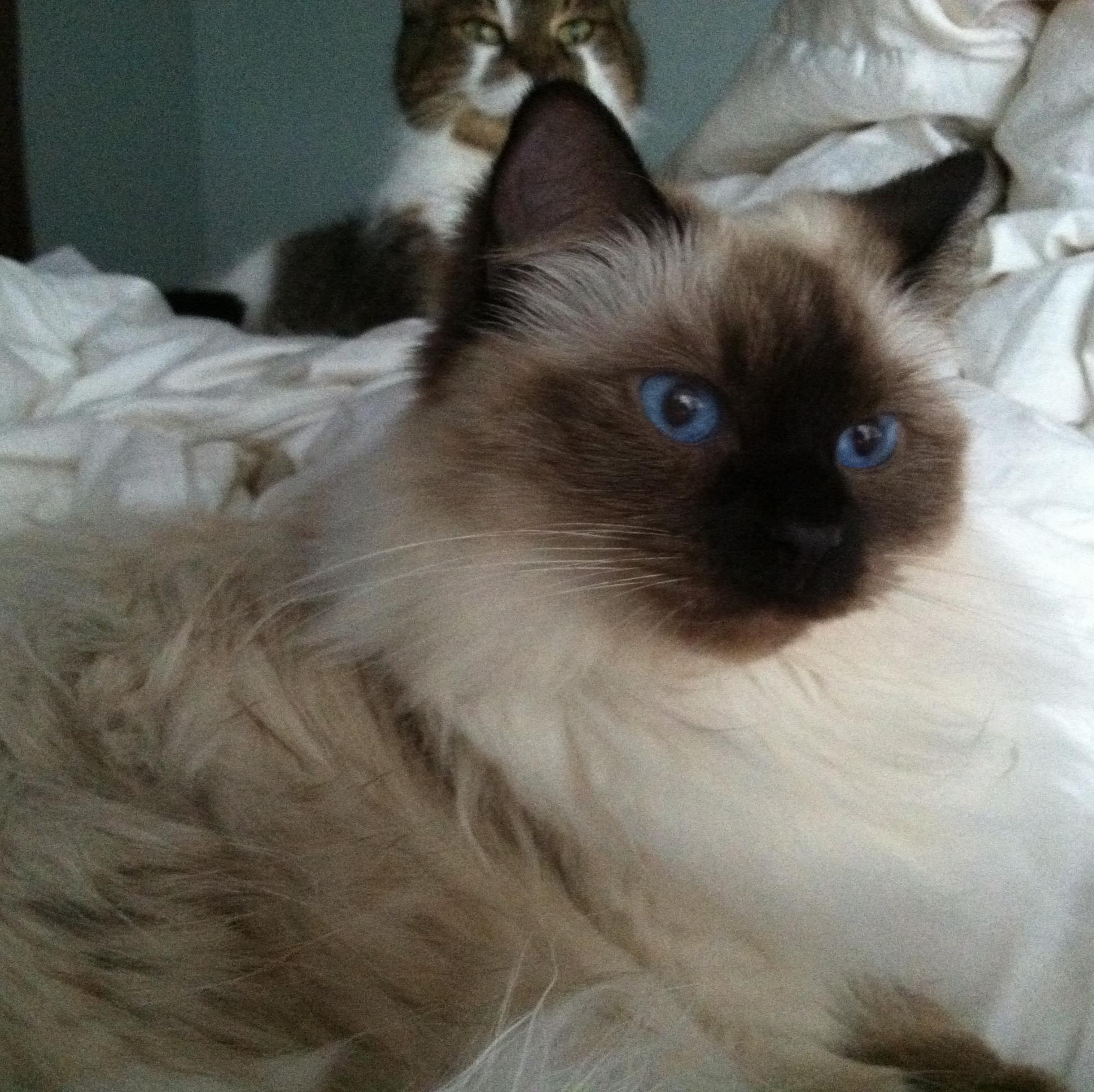 Nolite te Bastardes Carborundorum! Socialist spoiler of cats. Blocks Trump trolls & gun nuts gleefully.