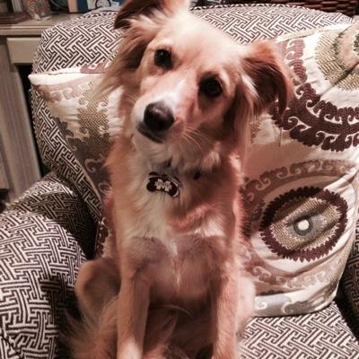 Ridgedawg's profile picture. 