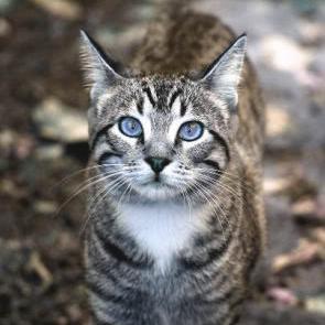 The silver guardian of the Jellicle Junkyard. Also the storyteller during the Jellicle Ball! If you have any problems in the yard, feel free to come see me! #RP