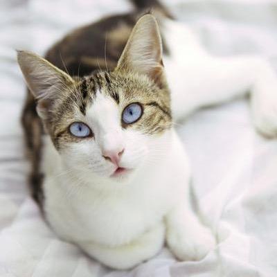 My name is Bluefang, I belong to no clan but my mother and father did and I was banished now a loner all because I killed a cat