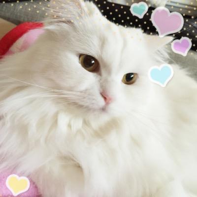 yukimimichan's profile picture. ピアニストの角野隼斗さん、フィギュアスケーターの羽生結弦さんを応援しています。 猫姉妹と暮らす普通の会社員。IT系営業職。ピアノを17年、フルートとビオラもかじりました。