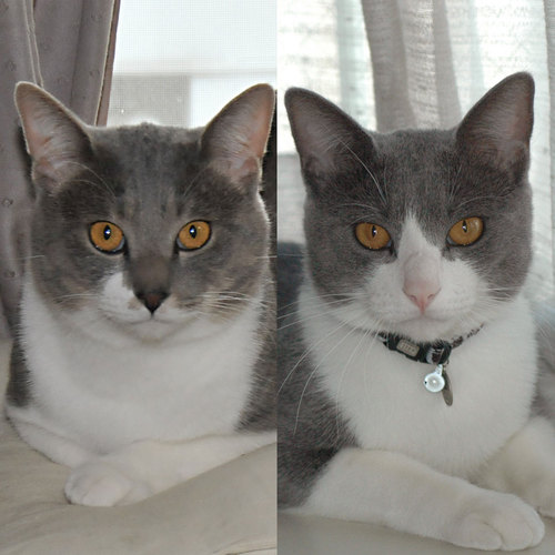 misa_tw's profile picture. 