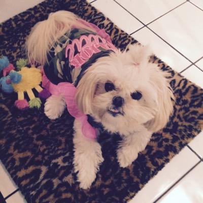 I'm a pwetty girl rescued by Friends of Chicago Animal Care & Control and adopted by my mom. I have the best life eva! I wuv healthy tweats, NYC & my family ❤️