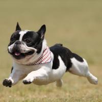 ごろー (@wagybon) 's Twitter Profile