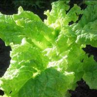 mandy jeune 🥬 (@myfarmermarkets) 's Twitter Profile Photo