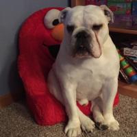 Sir Rufus (@rufusswartout) 's Twitter Profile