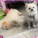 leung tsz ting - @loveminwoo1314 - Twitter