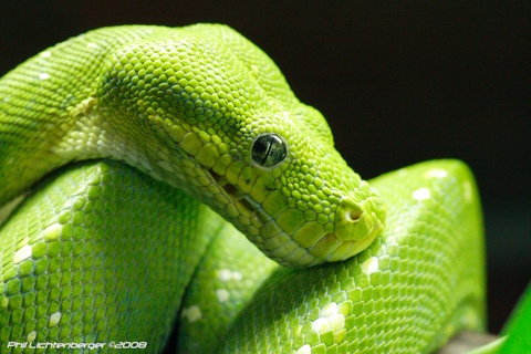 We are a Reptile Store that has it all. Snakes Lizards Turtles Tortoises Spiders Scorpions and thousands of great reptile products. facebook/dnjreptiles