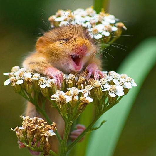 A happy little field mouse