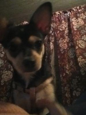 lop23016943's profile picture. 