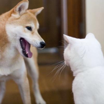 sorakaze03's profile picture. 東京都八王子市でペットシッターをしてます！お世話をしているペット達の写真や、ブログの更新情報など… うちの子達の写真もよく載せてます♡ 犬/猫/ウサギ/フェレット