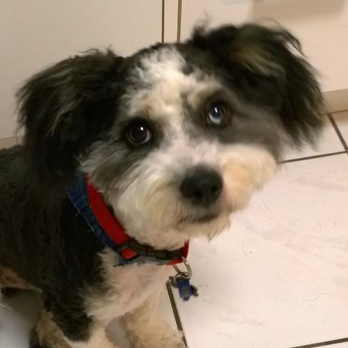 simoco's profile picture. 