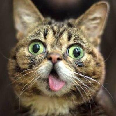 Isdcat's profile picture. Recontra perucha ✌️