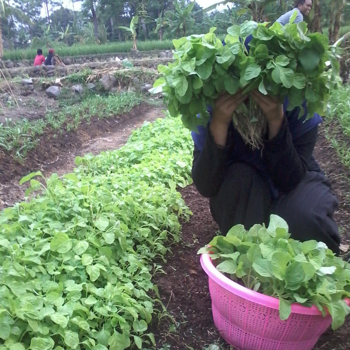 Petani Berhijab || Bolang Mania || the gooners ♥pink Addict || ♥bananism || ♥bambooLover