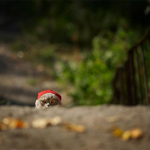 thelurcho's profile picture. 