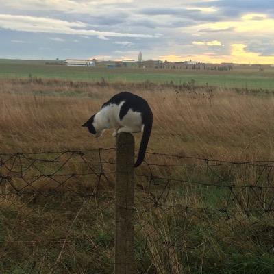 Elgatotopito's profile picture. Ecología, feminismo, residuo cero y un montón de temas por los que vale la pena dar la chapa.