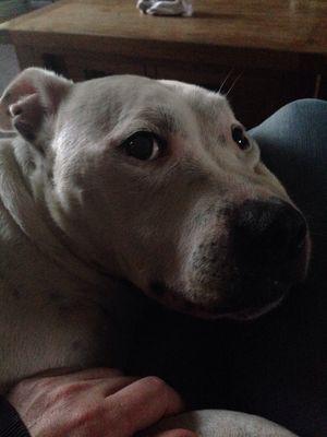 kimmbull's profile picture. 