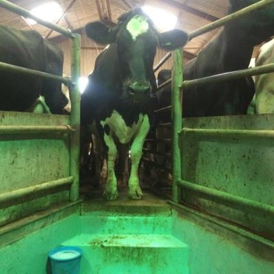 CorseYFClub's profile picture. 