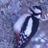 inoutlucum1973's profile image