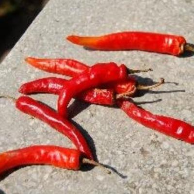 お気軽にDMください。お問い合わせだけでも大丈夫です！日本人です。翻訳は内容と納期で金額を決めさせていただいており、お受けできない場合もございます
