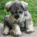 Rocío Rosas - @roro_cu - Twitter