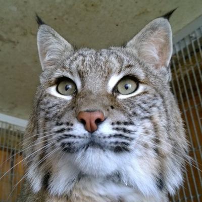 Wildlife Discovery Profile