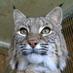 Wildlife Discovery (@wildlifedisctr) Twitter profile photo Wildlife Discovery (@wildlifedisctr) Twitter profile photo