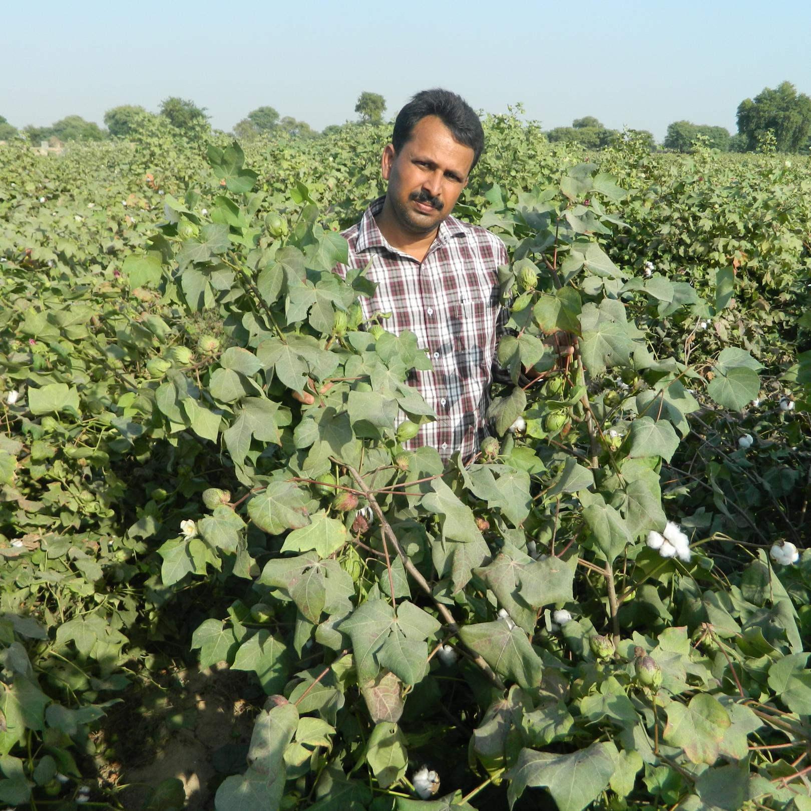 Principal Scientist - Cotton, Maize & Paddy 
Sayaji Seeds