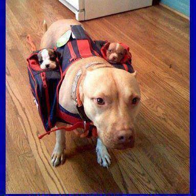 pagaosufre's profile picture. Abogados bravos...