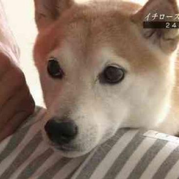 イチローさんの愛犬を担当してます。
